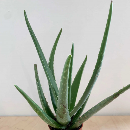 Aloe,  Aloa pravá - (Aloe vera L.)  3 ročná / živá bylinka, rastlinka v kvetináči