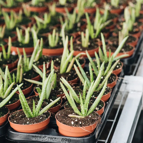 Aloe,  Aloa pravá - (Aloe vera L.)  3 ročná / živá bylinka, rastlinka v kvetináči