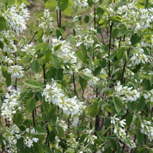 Muchovník jelšolistý  (Amelanchier alnifolia L.)   / živá bylinka, rastlinka v kvetináči