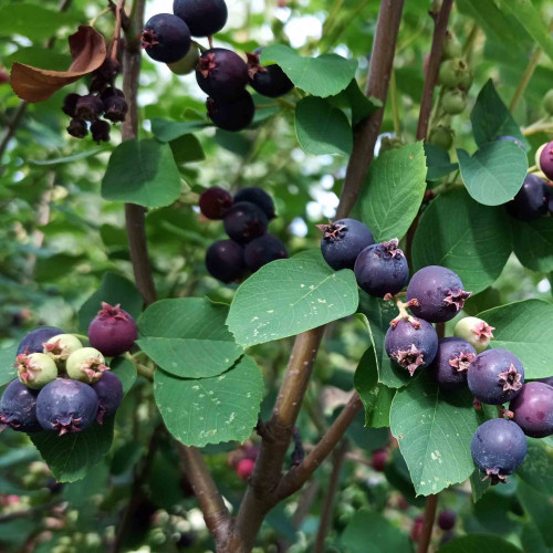 Muchovník jelšolistý  (Amelanchier alnifolia L.)   / živá bylinka, rastlinka v kvetináči