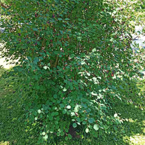 Muchovník jelšolistý  (Amelanchier alnifolia L.)   / živá bylinka, rastlinka v kvetináči