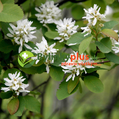 Muchovník jelšolistý  (Amelanchier alnifolia L.)   / rastlina v kvetináči
