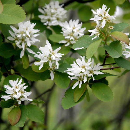 Muchovník jelšolistý  (Amelanchier alnifolia L.)   / živá bylinka, rastlinka v kvetináči