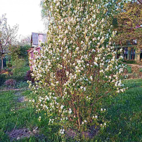 Muchovník jelšolistý  (Amelanchier alnifolia L.)   / živá bylinka, rastlinka v kvetináči