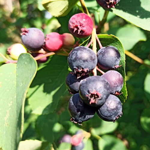 Muchovník jelšolistý  (Amelanchier alnifolia L.)   / živá bylinka, rastlinka v kvetináči