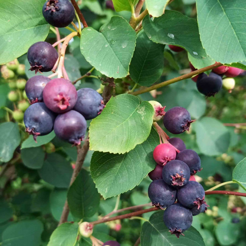 Muchovník jelšolistý  (Amelanchier alnifolia L.)   / živá bylinka, rastlinka v kvetináči