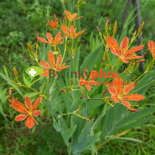 Angínovník čínsky -  ( Belamcanda chinensis L. ) / živá rastlinka v kvetináči