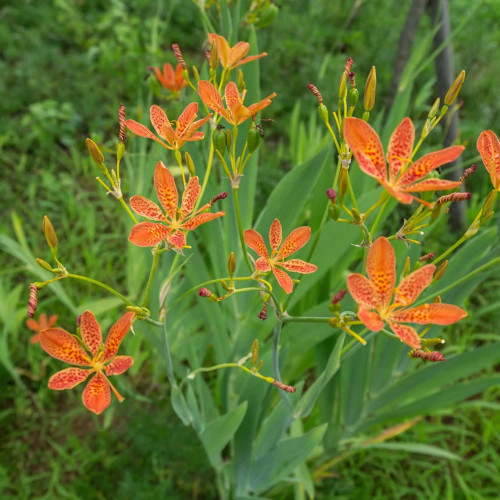 Angínovník čínsky -  ( Belamcanda chinensis L. ) / živá rastlinka v kvetináči
