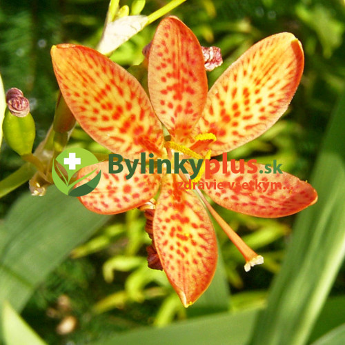 Angínovník čínsky -  ( Belamcanda chinensis L. ) / živá rastlinka v kvetináči
