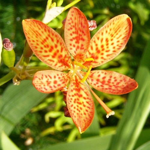 Angínovník čínsky -  ( Belamcanda chinensis L. ) / živá rastlinka v kvetináči