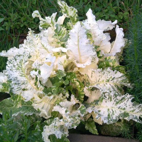 CHREN DEDINSKÝ " Variegata " (Armoracia rusticana L.) – pestrolistý, panašovaný / rastlinky, bylinky v kvetináči