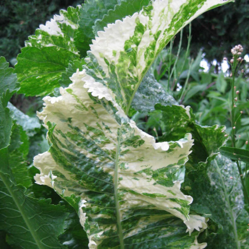 CHREN DEDINSKÝ " Variegata " (Armoracia rusticana L.) – pestrolistý, panašovaný / rastlinky, bylinky v kvetináči