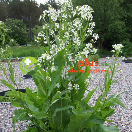 Chren dedinský (Armoracia rusticana, syn. Cochlearia armoracia L.) / rastlinky, bylinky v kvetináči