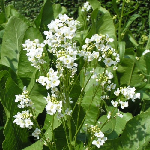 Chren dedinský (Armoracia rusticana, syn. Cochlearia armoracia L.) / rastlinky, bylinky v kvetináči