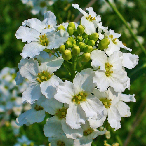 Chren dedinský (Armoracia rusticana, syn. Cochlearia armoracia L.) / rastlinky, bylinky v kvetináči