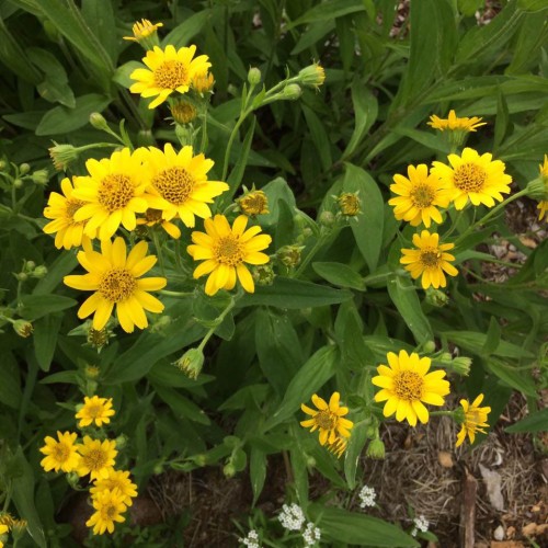 Arnika americká - (Arnica chamissonis L. ) / živá rastlinka v kvetináči