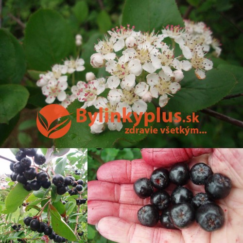 Arónia čiernoplodá „ NERO „  - ( Aronia melanocarpa L. ) / živá rastlinka v kvetináči