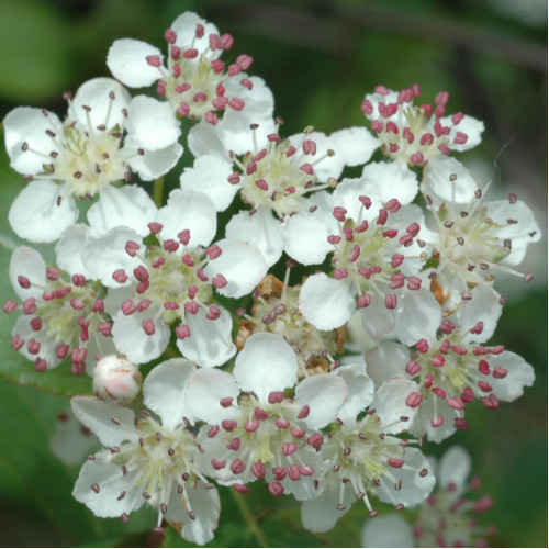 Arónia čiernoplodá „ NERO „  - ( Aronia melanocarpa L. ) / živá rastlinka v kvetináči