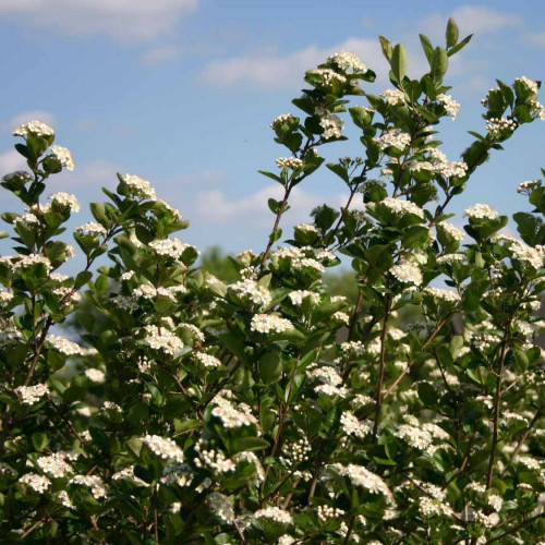 Arónia čiernoplodá „ NERO „  - ( Aronia melanocarpa L. ) / živá rastlinka v kvetináči