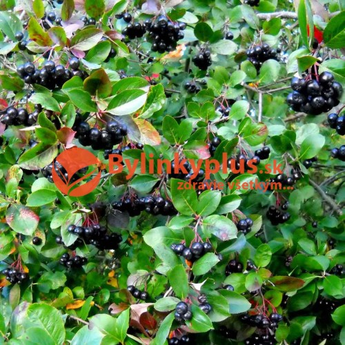 Arónia čiernoplodá „ NERO „  - ( Aronia melanocarpa L. ) / živá rastlinka v kvetináči