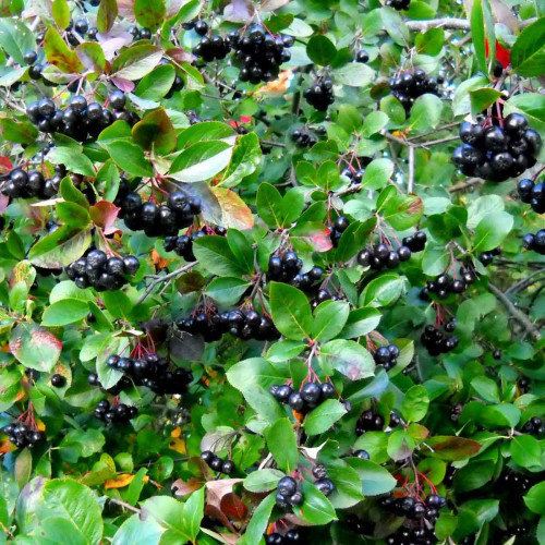 Arónia čiernoplodá „ NERO „  - ( Aronia melanocarpa L. ) / živá rastlinka v kvetináči