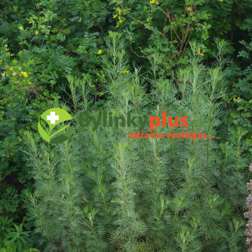 Palina arbotanová (božie drievko), Kola bylinka,  Artemisia abrotanum L. "Coca Cola" / rastlinka v kvetináči