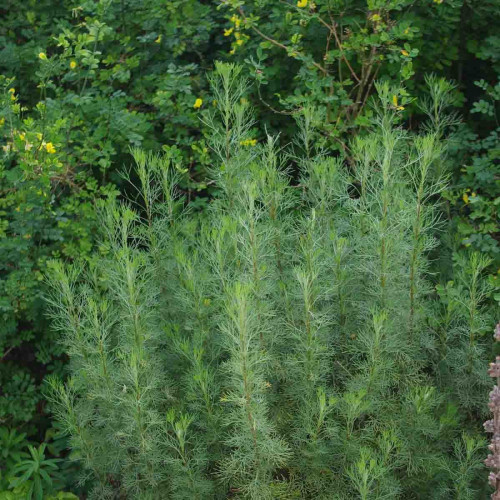 Palina arbotanová (božie drievko), Kola bylinka,  Artemisia abrotanum L. "Coca Cola" / rastlinka v kvetináči