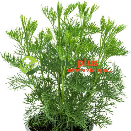 Palina arbotanová (božie drievko), Kola bylinka,  Artemisia abrotanum L. "Coca Cola" / rastlinka v kvetináči