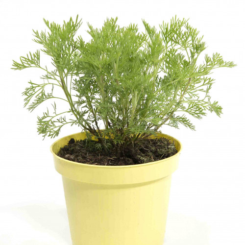 Palina arbotanová (božie drievko), Kola bylinka,  Artemisia abrotanum L. "Coca Cola" / rastlinka v kvetináči