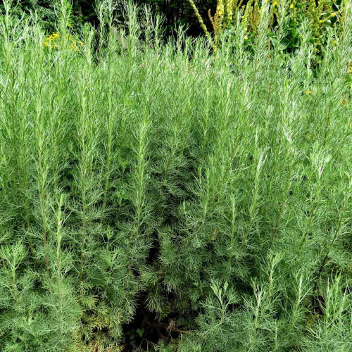 Palina arbotanová (božie drievko), Kola bylinka,  Artemisia abrotanum L. "Coca Cola" / rastlinka v kvetináči