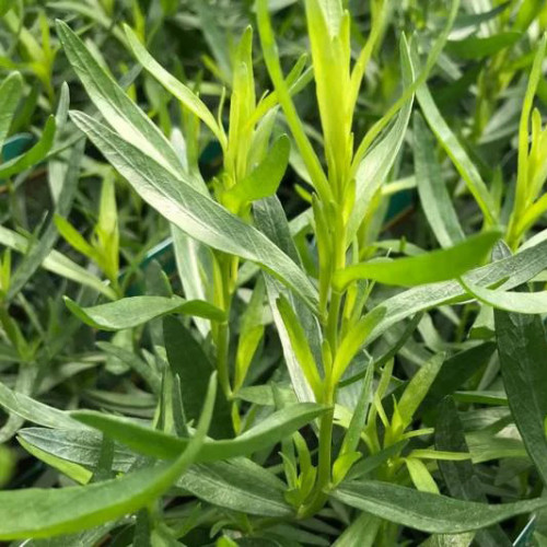 PALINA DRAČIA – Francúzsky ESTRAGÓN  (ARTEMISIA DRACUNCULUS L.)  / RASTLINKA V KVETINÁČI