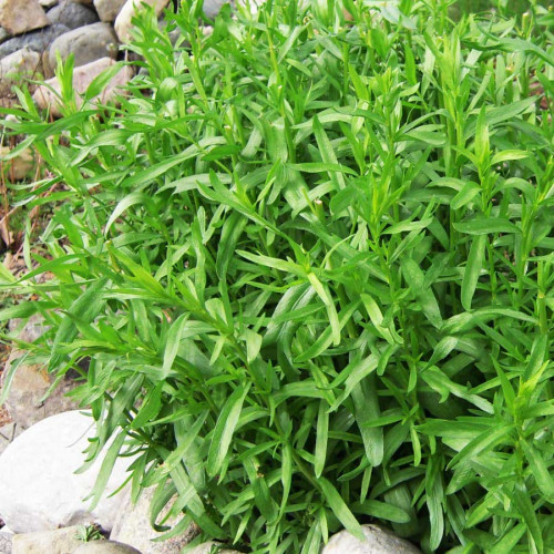 PALINA DRAČIA – Francúzsky ESTRAGÓN  (ARTEMISIA DRACUNCULUS L.)  / RASTLINKA V KVETINÁČI