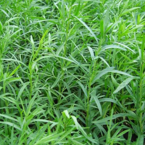 Palina dračia –  Ruský estragón  (Artemisia dracunculus L.)  / rastlinka v kvetináči