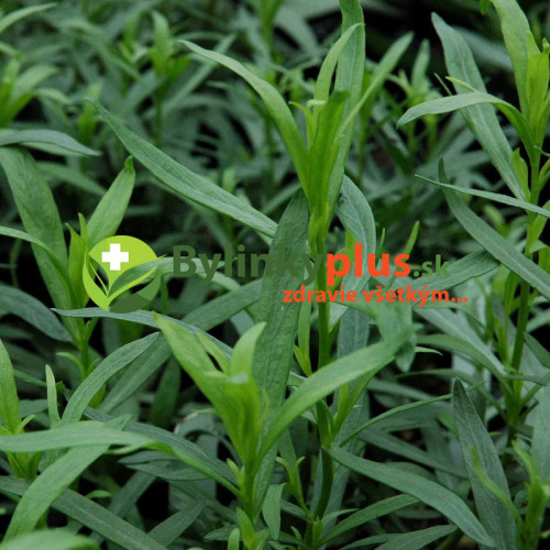 Palina dračia –  Ruský estragón  (Artemisia dracunculus L.)  / rastlinka v kvetináči