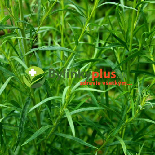 Palina dračia –  Ruský estragón  (Artemisia dracunculus L.)  / rastlinka v kvetináči