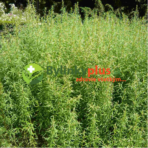 Palina dračia –  Ruský estragón  (Artemisia dracunculus L.)  / rastlinka v kvetináči