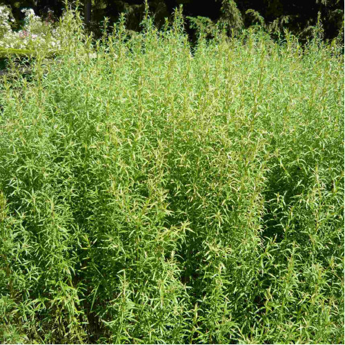 Palina dračia –  Ruský estragón  (Artemisia dracunculus L.)  / rastlinka v kvetináči