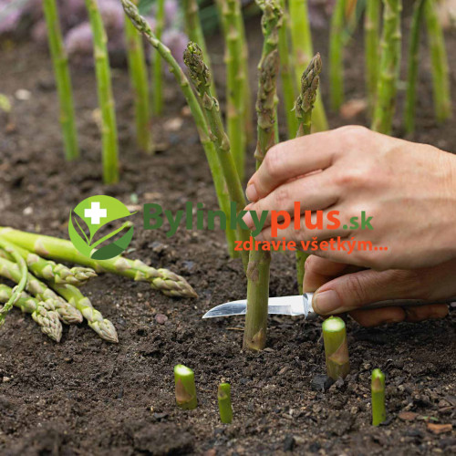 Špargľa, asparagus lekársky, - (Asparagus officinalis L.)