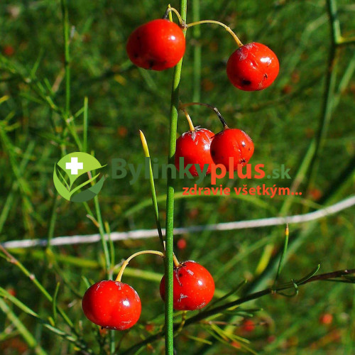 Špargľa, asparagus lekársky, - (Asparagus officinalis L.)