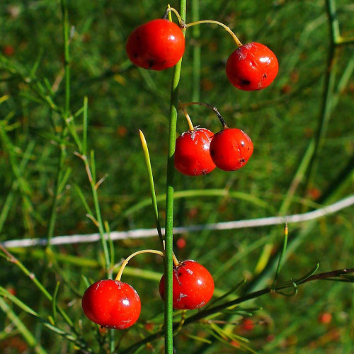 Špargľa, asparagus lekársky, - (Asparagus officinalis L.) / živá bylinka, rastlinka v kvetináči