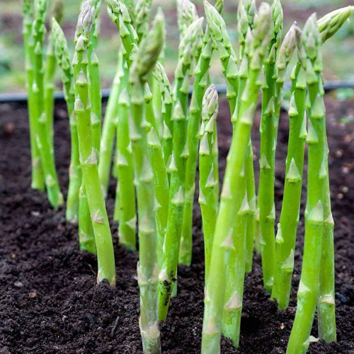 Špargľa, asparagus lekársky, - (Asparagus officinalis L.)