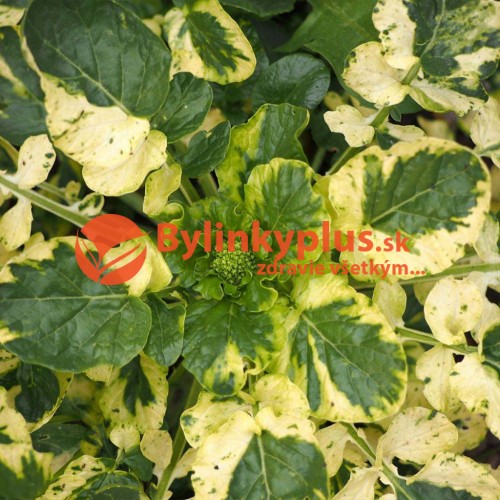 Barborka obyčajná "Variegata" (Barbarea vulgaris L.) / živá rastlinka v kvetináči