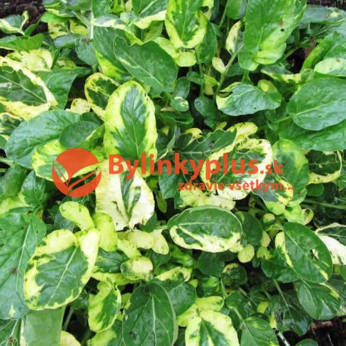 Barborka obyčajná "Variegata" (Barbarea vulgaris L.) / živá rastlinka v kvetináči