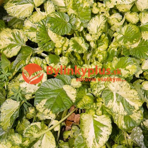 Barborka obyčajná "Variegata" (Barbarea vulgaris L.) / živá rastlinka v kvetináči