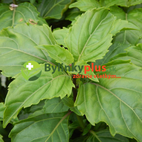 Bazalka vytrvalá - Ocimum selloi " Green Pepper " zelená paprika / živá rastlinka v kvetináči