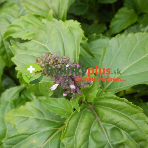 Bazalka vytrvalá - Ocimum selloi " Green Pepper " zelená paprika / živá rastlinka v kvetináči