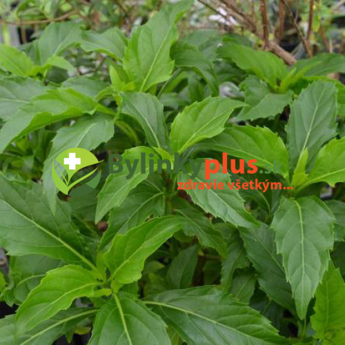 Bazalka vytrvalá - Ocimum selloi " Green Pepper " zelená paprika / živá rastlinka v kvetináči
