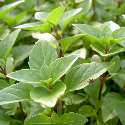 Bazalka divá Krymská - (Ocimum basalicum „Tauris“ L.) / živá rastlinka v kvetináči