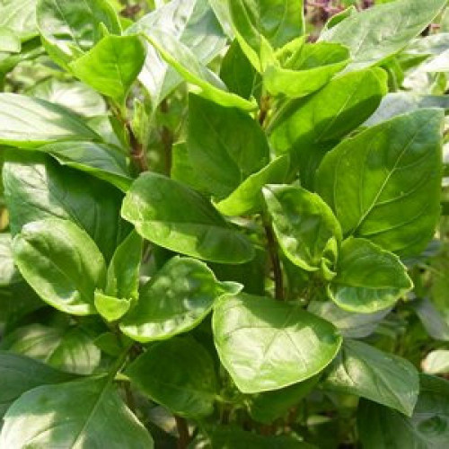 Bazalka divá Krymská - (Ocimum basalicum „Tauris“ L.) / živá bylinka, rastlinka v kvetináči