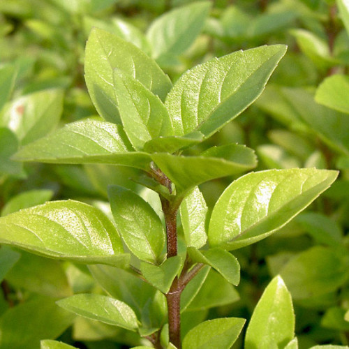 Bazalka divá Krymská - (Ocimum basalicum „Tauris“ L.) / živá rastlinka v kvetináči